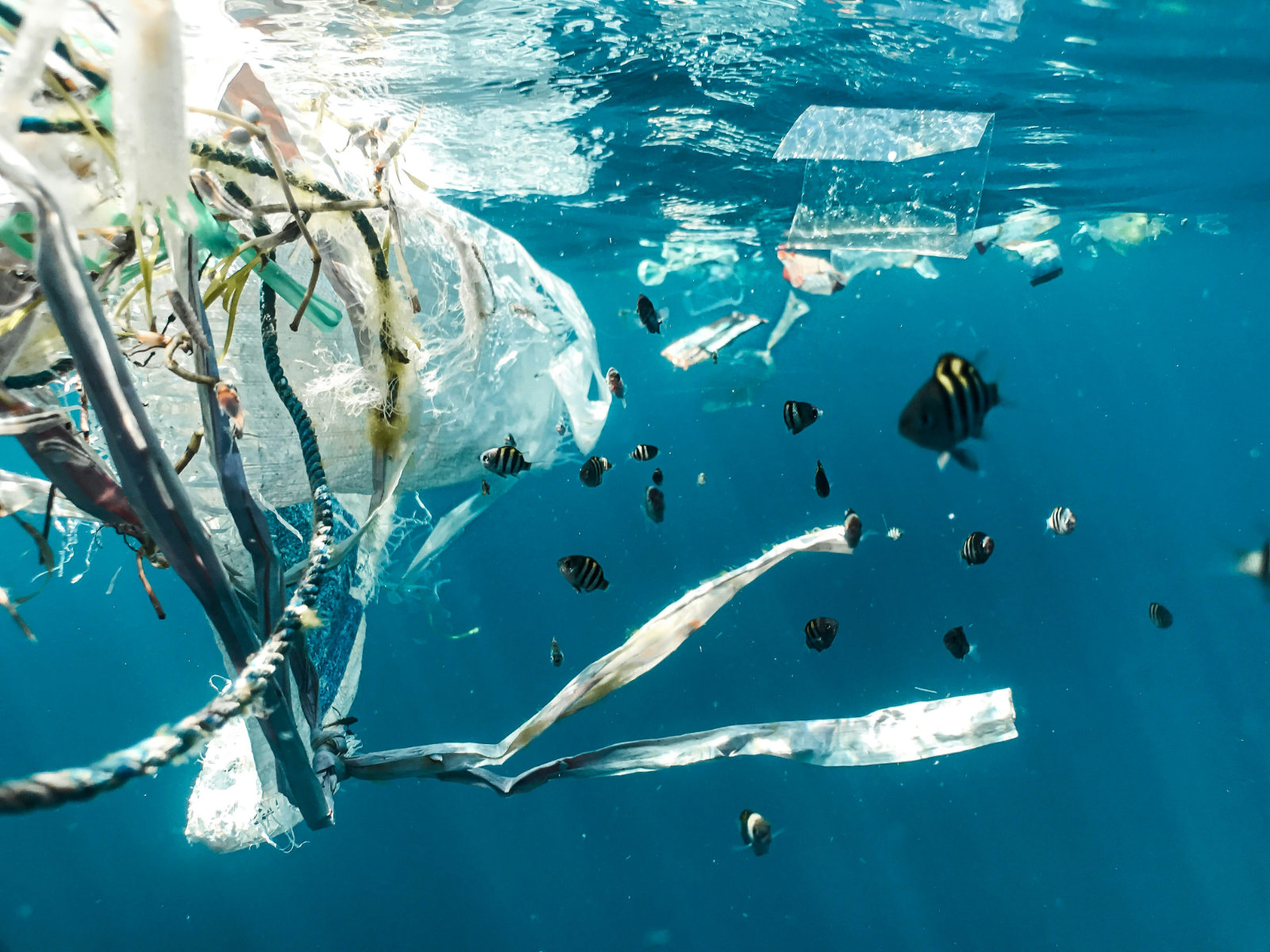 Fish swim in polluted water