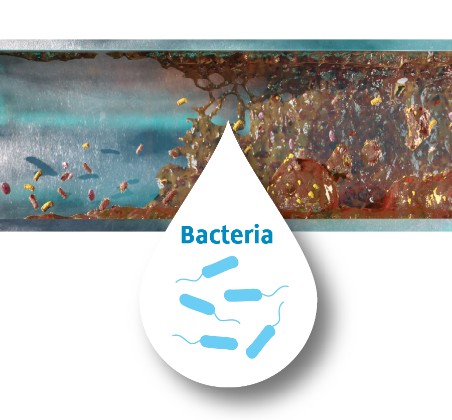 Cutaway view of bacteria in waterlines